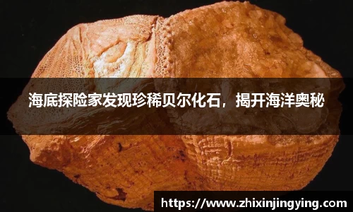 海底探险家发现珍稀贝尔化石，揭开海洋奥秘